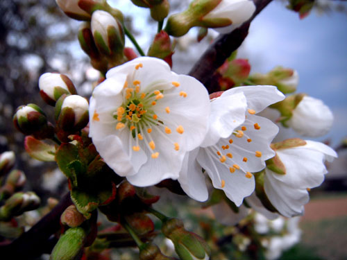 mindfulness i compassion - spotkania dla kobiet